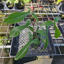 Load image into Gallery viewer, Philodendron 69686 Bette Waterbury, Exact Plant Ships Nationwide
