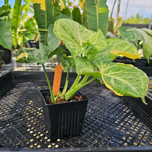 Load image into Gallery viewer, Syngonium Mango Allusion, Orm Thong, Exact Plant Variegated Ships Nationwide

