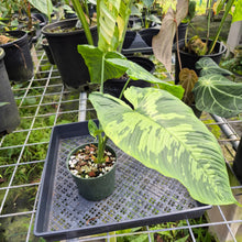 Load image into Gallery viewer, Homalomena Schismatoglottis Neoguineensis, Exact Plant Ships Nationwide
