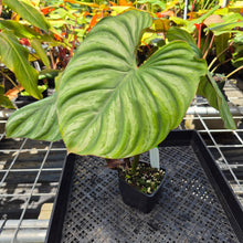 Load image into Gallery viewer, Philodendron Plowmanii, Exact Plant Ships Nationwide
