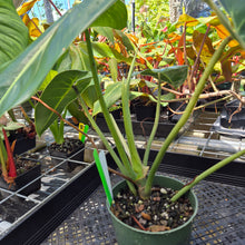 Load image into Gallery viewer, Philodendron Cordatum Kunth, Exact Plant Ships Nationwide
