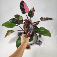 Load image into Gallery viewer, Philodendron Pink Princess, Exact Plant Variegated
