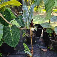 Load image into Gallery viewer, Alocasia Longiloba, Denudata, Exact Plant Large
