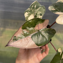 Load image into Gallery viewer, Alocasia Yucatan Princess Pink variegated exact plant, Fedex 2day*
