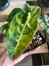 Load image into Gallery viewer, Philodendron Billietiae variegated 4" pot 2DayAir*
