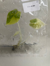 Load image into Gallery viewer, Alocasia Sedenii Aurea variegated tissue culture 2DayAir
