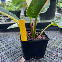 Load image into Gallery viewer, Philodendron Green Congo Nuclear, Exact Plant Variegated
