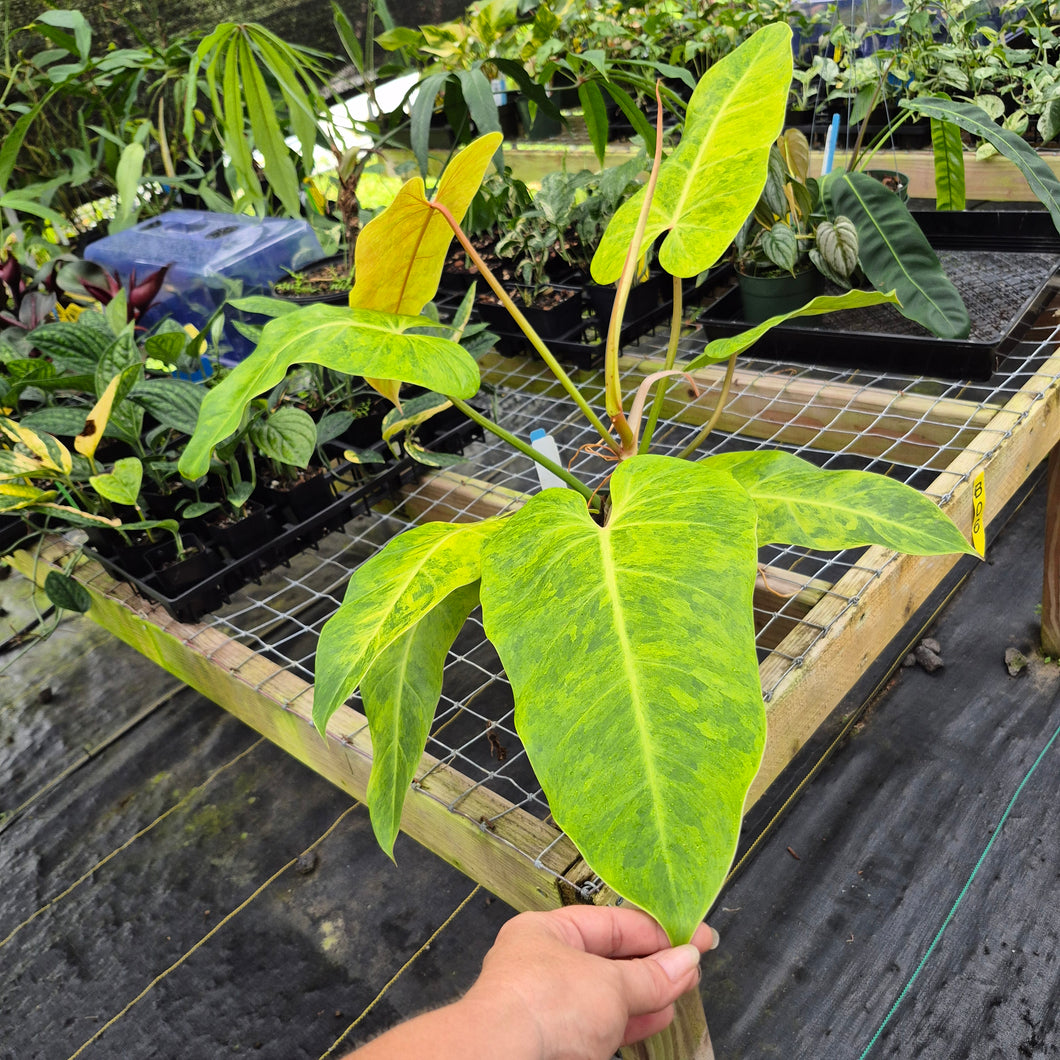 Philodendron Goldiana, Exact Plant Ships Nationwide