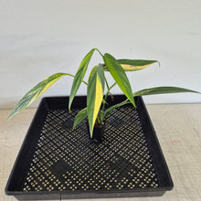 Load image into Gallery viewer, Epipremnum Amplissimum Variegated exact plant, Fedex 2day*
