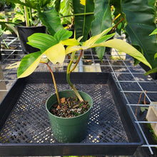 Load image into Gallery viewer, Philodendron Florida Beauty, Exact Plant Variegated Ships Nationwide
