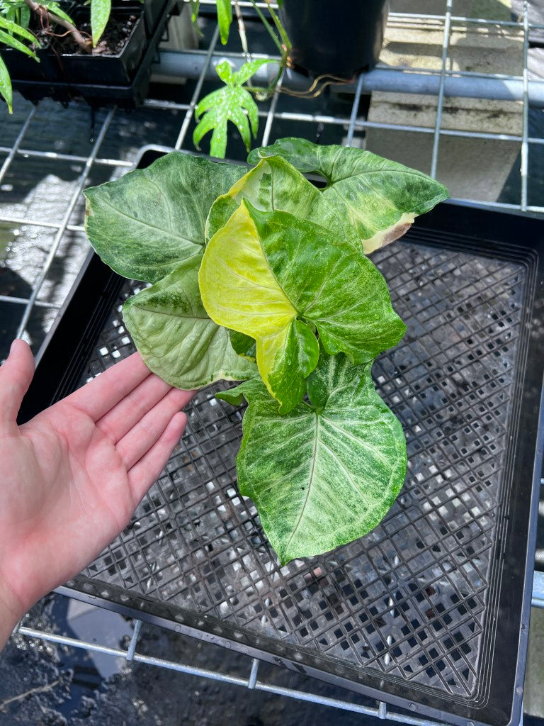 Syngonium Mango Allusion, Orm Thong, Exact Plant Variegated Ships Nationwide