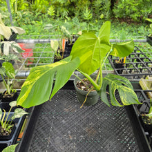 Load image into Gallery viewer, Monstera Borsigiana Aurea, Exact Plant Variegated Ships Nationwide
