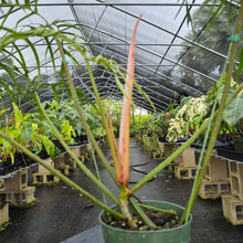 Load image into Gallery viewer, Philodendron Polypodoides, Exact Plant Ships Nationwide
