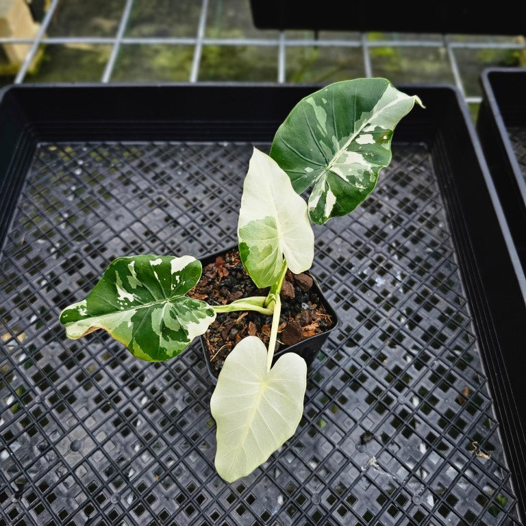 Alocasia Odora, Okinawa Silver, Exact Plant Variegated