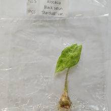 Load image into Gallery viewer, Alocasia Longiloba Black Satun Stardust variegated tissue culture 2DayAir
