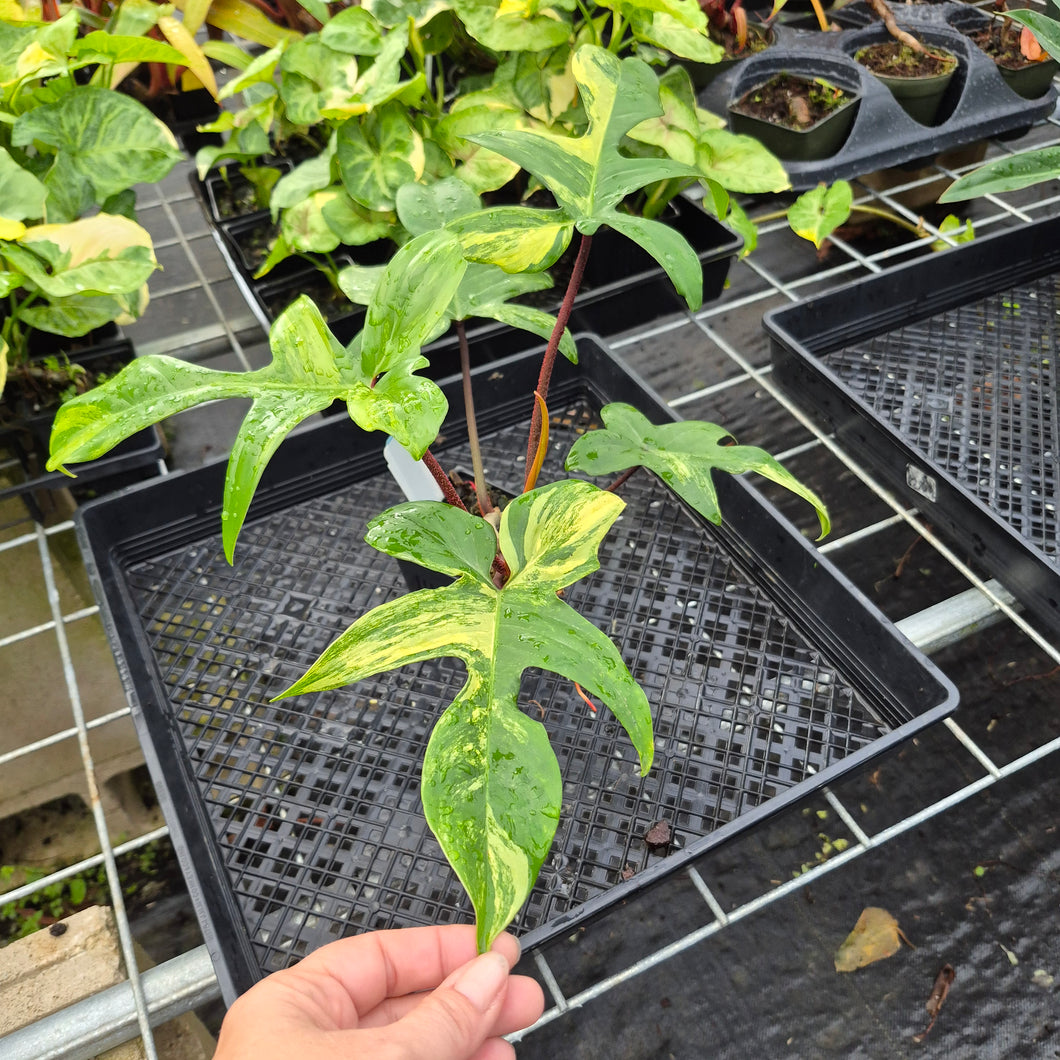 Philodendron Florida Beauty, Exact Plant Variegated Ships Nationwide