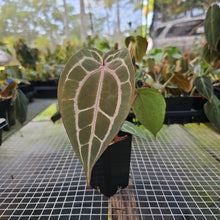 Load image into Gallery viewer, Anthurium Red Crystallinum Doc Block 2.5" pot, Fedex 2day*
