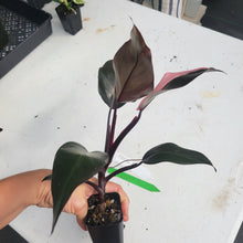 Load image into Gallery viewer, Philodendron Pink Princess, Exact Plant Variegated Ships Nationwide
