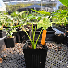 Load image into Gallery viewer, Alocasia Gageana Aurea, Exact Plant Variegated
