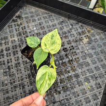 Load image into Gallery viewer, Philodendron Hederaceum, Heart Leaf, Exact Plant Variegated Ships Nationwide
