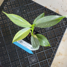 Load image into Gallery viewer, Philodendron Hastatum Silver Sword, Exact Plant Variegated Ships Nationwide
