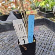 Load image into Gallery viewer, Alocasia sanderiana 'Nobilis' Aurea, Exact Plant Ships Nationwide
