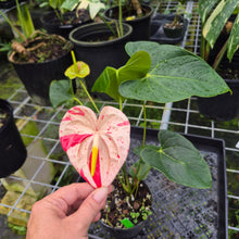 Load image into Gallery viewer, Anthurium Shibori, Exact Plant Variegated
