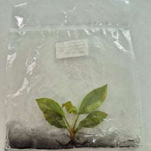 Load image into Gallery viewer, Philodendron Black Cardinal Variegated Tissue CultureFedex 2day*
