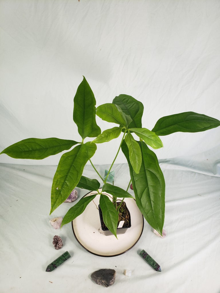 Clavigerum, Exact Plant, Anthurium