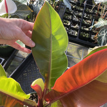 Load image into Gallery viewer, Philodendron Red Moon. not Yellow Flame Variegated exact plant, Fedex 2day
