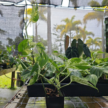 Load image into Gallery viewer, Epipremnum Pinnatum Marble, Exact Plant Variegated Ships Nationwide
