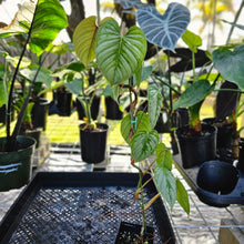 Load image into Gallery viewer, Philodendron Sodiroi True Form, Exact Plant Ships Nationwide
