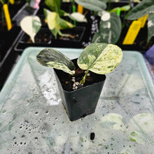Load image into Gallery viewer, Scindapsus Jade Satin Marble Queen, Exact Plant Variegated Ships Nationwide
