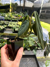 Load image into Gallery viewer, Philodendron Gigas, Exact Plant Ships Nationwide
