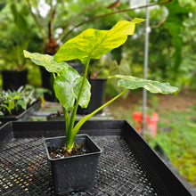 Load image into Gallery viewer, Alocasia Gageana Aurea, Exact Plant Variegated
