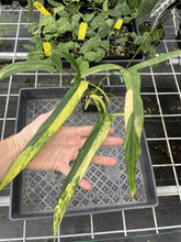 Load image into Gallery viewer, Philodendron Holtonianum Variegated exact plant, Fedex 2day*
