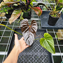 Load image into Gallery viewer, Anthurium Moodeanum, Exact Plant
