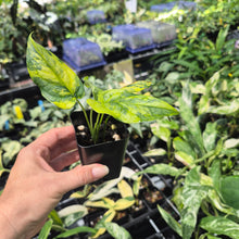Load image into Gallery viewer, Monstera Siltepecana Aurea Variegated 2.5" pot, Fedex 2day*
