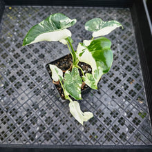 Load image into Gallery viewer, Alocasia Odora, Okinawa Silver, Exact Plant Variegated Multi pot
