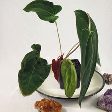 Load image into Gallery viewer, Anthurium Ace Of Spades X Papillilaminum, Exact Plant
