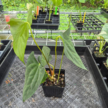 Load image into Gallery viewer, Anthurium Papillilaminum Fort Sherman X Ralph Lynam, Exact Plant Ships Nationwide
