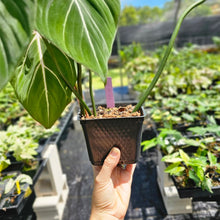 Load image into Gallery viewer, Philodendron Gloriosum, Dark Form, Exact Plant Ships Nationwide
