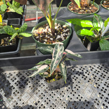 Load image into Gallery viewer, Alocasia Bambino Arrow Pink variegated 2.5" pot, Fedex 2day*
