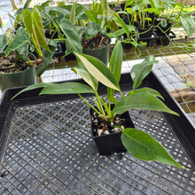 Load image into Gallery viewer, Philodendron Wend Imbe, Exact Plant Variegated Ships Nationwide
