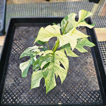 Load image into Gallery viewer, Rhaphidophora Tetrasperma White Monster, Exact Plant Variegated Ships Nationwide
