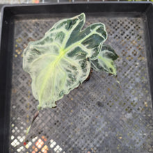 Load image into Gallery viewer, alocasia venom Exact Plant Ships Nationwide

