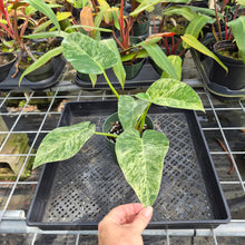 Load image into Gallery viewer, Philodendron Giganteum, Exact Plant Variegated Ships Nationwide
