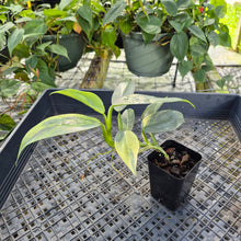 Load image into Gallery viewer, Philodendron Hastatum Silver Sword, Exact Plant Variegated Ships Nationwide
