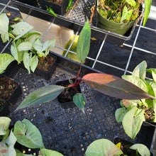 Load image into Gallery viewer, Philodendron Orange Princess, Exact Plant Variegated Ships Nationwide
