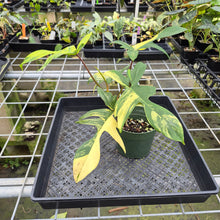 Load image into Gallery viewer, Philodendron Florida Beauty Variegated exact plant, Fedex 2day
